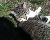 Is this kitten little enough?