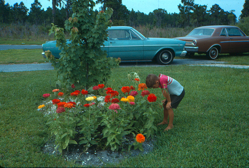 Tree in front of house