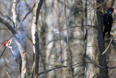 Two Woodpeckers in our Yard