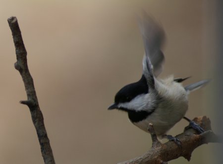 Chickadee Flying