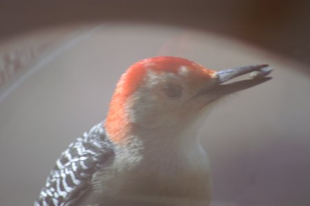 Red-bellied Woodpecker