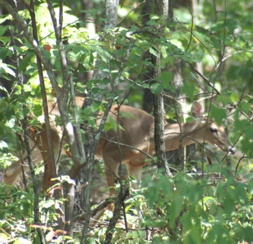 Deer in our yard