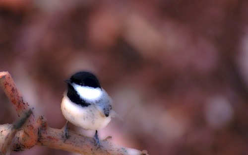 A Georgia chickadee