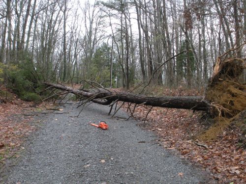 Fallen Tree