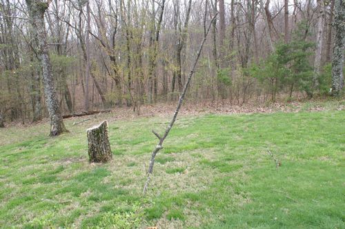 Branch in the ground