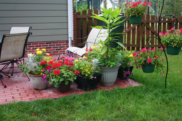 These are some pots of flowers I gathered to one spot so my neighbor could water them for me while we were in Chattanooga.  Notice that we recently stained/sealed our fence.