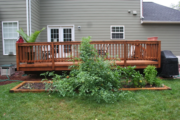 This is the raised bed Dad helped me build and stock with wonderful soil.  Onions are on the left, 4 tomato plants in the middle, and peppers to the right of the tomatoes, and various herbs on the right.  Notice that most of the tomato plants fell over, even though I had cages around them.  The one that is still standing is taller than the deck railing - taller than me.