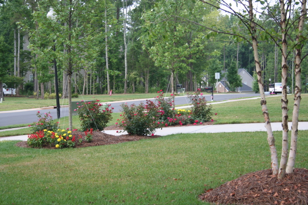 Two new red maple trees on either side of the driveway and simply wild roses at the base of each.
