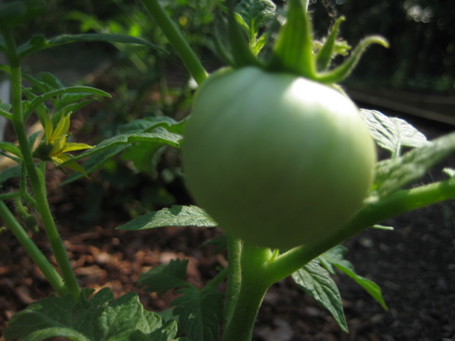 Green Tomato
