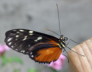 Chattanooga Acquarium