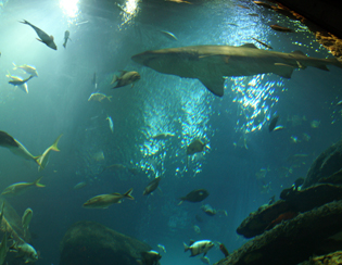 Chattanooga Acquarium