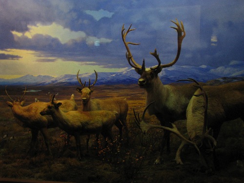 A picture from the Natural History Museum. The caribou/elk were real stuffed animals, but the background was a painting