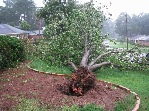 2013-07-14.Tree.Fall-01_small