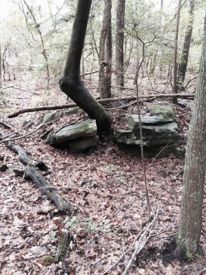 A tree breaking a rock in two. 