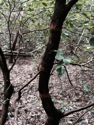 There are three sets of scratch marks on this tree. Could it be from a buck scratching his antlers on the tree? 