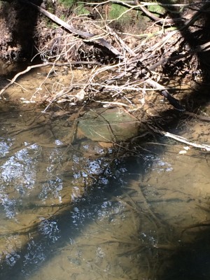 Some kind of turtle is in the water, just above the center of the photo. It appears to be a snapping turtle. 